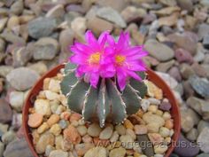 a pink flower sitting on top of a brown pot filled with rocks and gravel covered ground