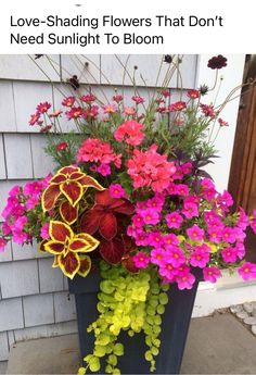 flowers that are sitting in a flower pot on the ground next to a building with words above it