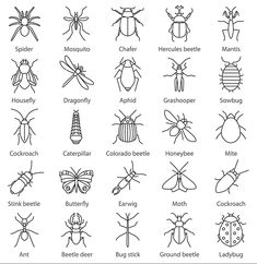 the different types of bugs and their names