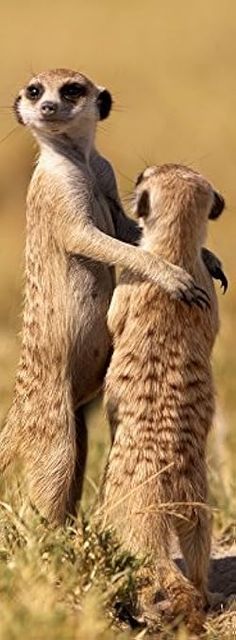 two small meerkats standing on their hind legs in the middle of an open field