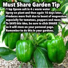 green peppers growing on top of leaves in the ground with text that reads must share garden tip