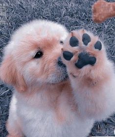 a dog pawing at a bone on the ground with its paws in the air