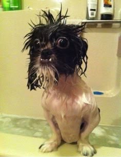 a small dog sitting on top of a bath tub next to a shower head with hair in it