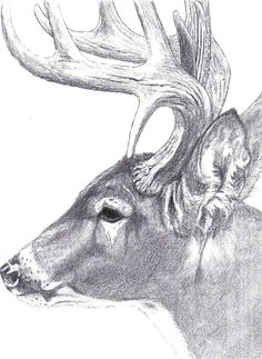 a drawing of a deer with antlers on it's head