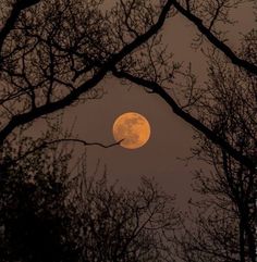 the full moon is seen through some trees