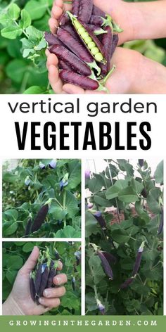 several pictures of vegetables with text overlay that reads vertical garden vegetables