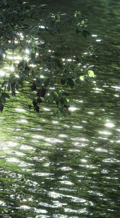 the sun shines through the leaves over the water