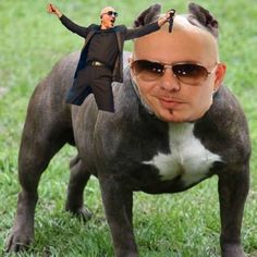 a man in sunglasses is standing on top of a dog's head with his arms outstretched