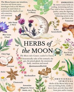 Aries Full Moon, Sage Herb, Magic Herbs, Magical Herbs, Herbal Apothecary, Herbal Healing, Herbal Magic