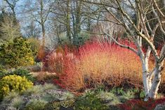 colorful shrubs and trees in a park setting