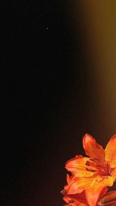 an orange flower sitting in a vase on a table