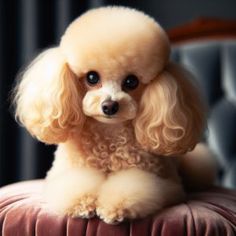 a small poodle sitting on top of a velvet cushion