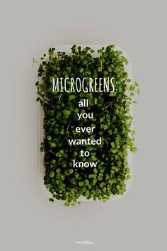 some green plants with the words microgreens all you ever wanted to know on them