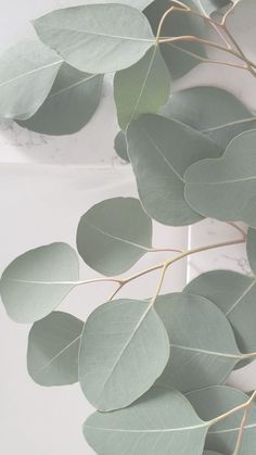 eucalyptus leaves are arranged on a white surface with marble tiles in the backround