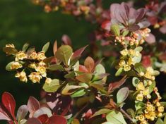 small yellow and red flowers are in the foreground