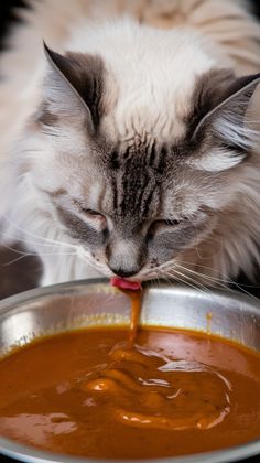 a cat is eating out of a bowl of food that has sauce on it's side