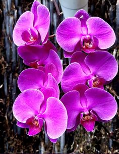 three purple orchids sitting on top of a wooden table