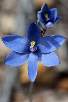 two blue flowers with yellow stamens in the middle