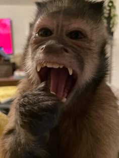 a monkey with its mouth open and it's teeth wide open, while sitting in front of a computer monitor