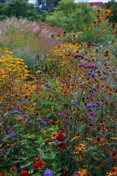 an assortment of wildflowers and grasses in a garden