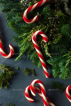 candy canes and christmas greenery on a dark background - stock photo - images