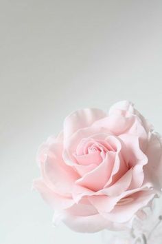 a single pink rose in a clear vase on a white background with copy - space