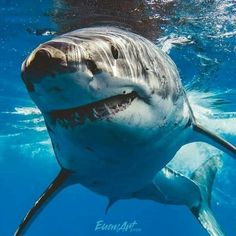 a great white shark with its mouth open swimming in the blue water near the surface