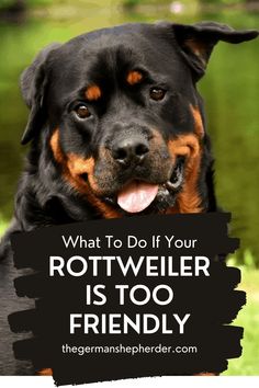 a rotweiler dog with the caption what to do if your rotweiler is too friendly