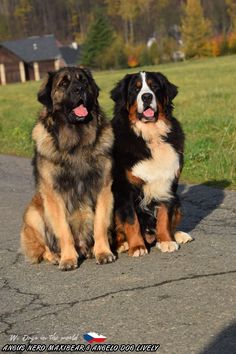 two large dogs sitting next to each other on a road in front of a field