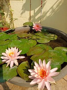 two pink water lilies are in a potted planter filled with green leaves