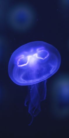 a blue jellyfish floating in the dark water