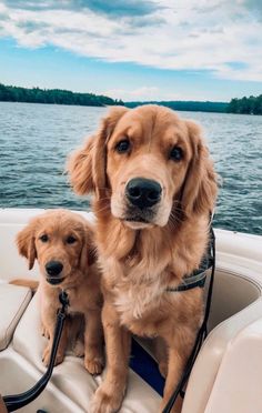 two dogs sitting on the back of a boat