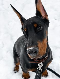 a black and brown dog sitting in the snow with his leash on it's neck