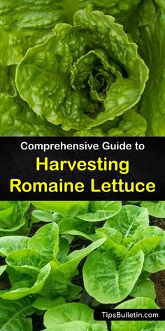 some lettuce growing in the ground with text overlay reading compenentive guide to harvesting romaine lettuce