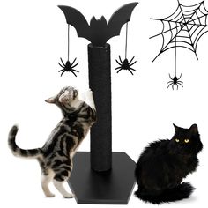 two cats playing with each other in front of a bat and spider web decoration on a white background