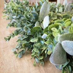 some green plants are sitting on a table