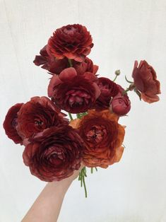 a hand holding a bunch of red flowers