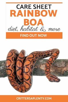 an orange and black snake on a tree branch with text reading care sheet rainbow boa diet habitat & move find out now