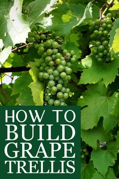 grapes growing on the vine with text overlay how to build grape trelliss