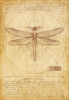 a drawing of a dragonfly sitting on top of a piece of paper