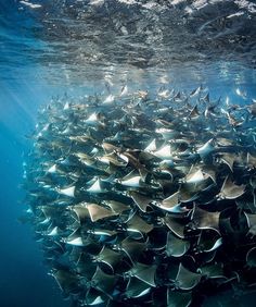 a large group of fish swimming in the ocean