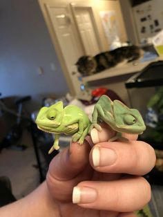 two small green lizards sitting on top of someone's hand in a kitchen area