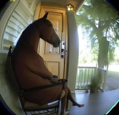 a horse sitting in a rocking chair looking at the camera through a fish eye lens