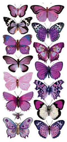 the butterflies are all different colors and sizes