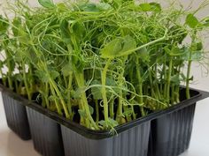 some green plants are in black plastic containers