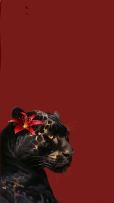 a black leopard with a red flower in its mouth on a red and black background