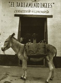 an old photo of a donkey in front of a building with a sign that says el paralamento ingles