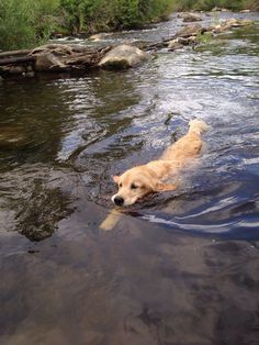 a dog is wading in the water with his head above the water's surface