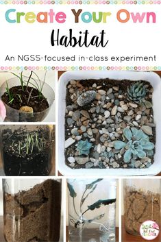 an assortment of plants and rocks in glass containers with text overlay that reads create your own habitat