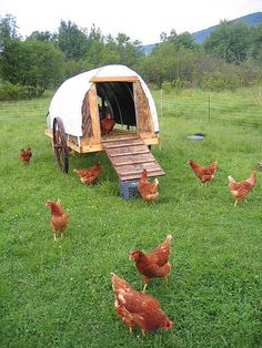 chickens are walking around in the grass near an outhouse with a wooden ramp leading to it